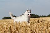 SIBERIAN HUSKY 026